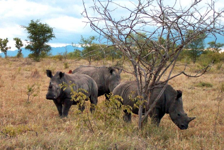 White Rhinos