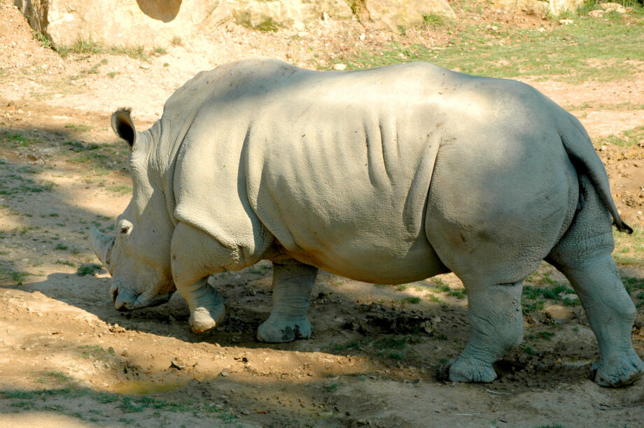 White Rhino d’Amneville