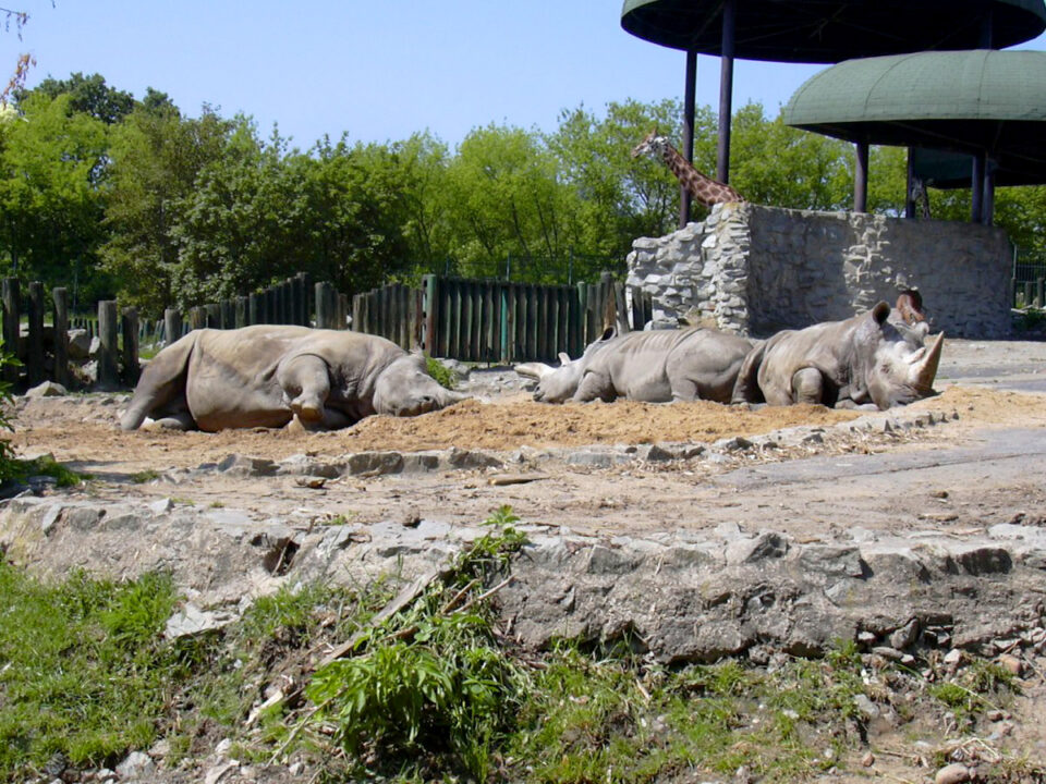 White Rhinos Czechia