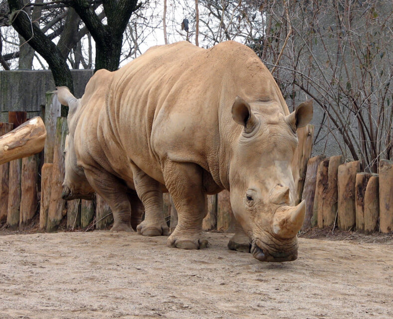 White Rhino