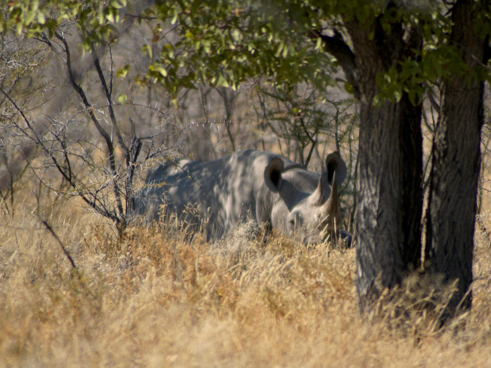Black Rhino Etosha