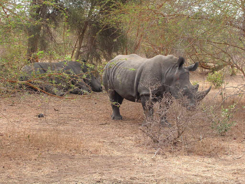 White Rhino Senegal