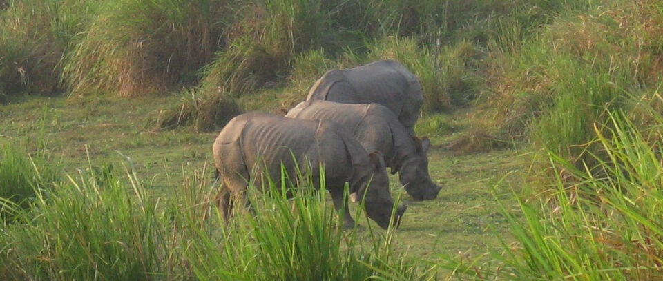 Indian Rhinos Kaziranga
