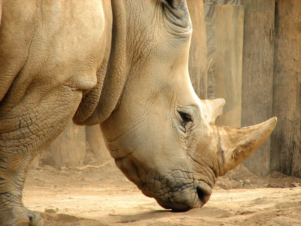White Rhino Head