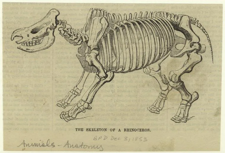 Skeleton 1853