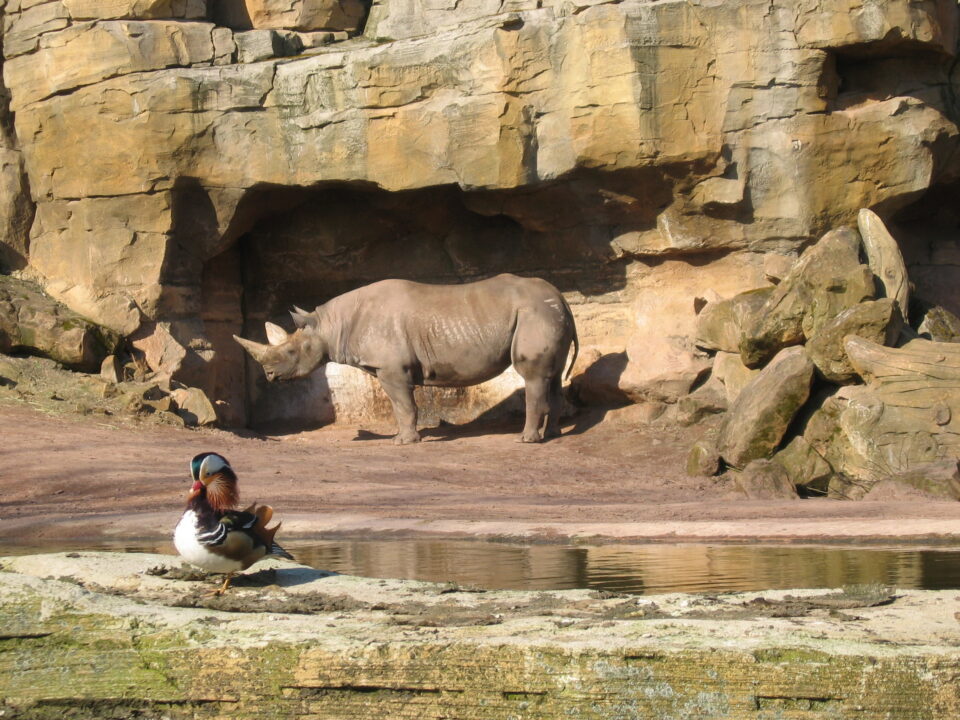 Black Rhino Hannover