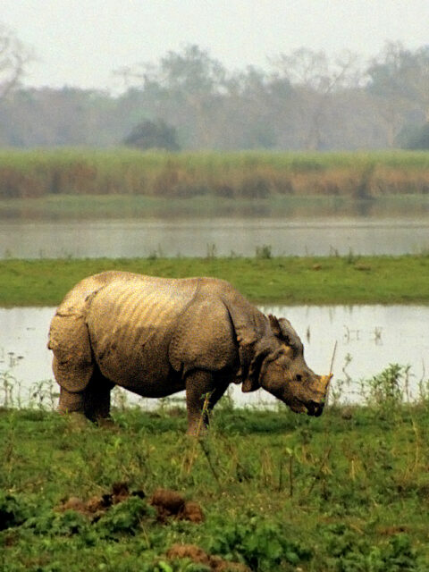Indian Rhino Kaziranga
