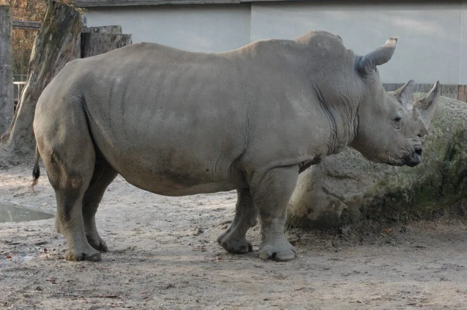 Munster #0974 — Rhino Resource Center