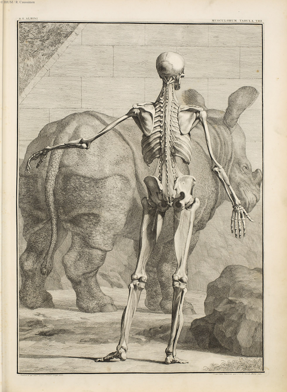 Albinus 1747 — Rhino Resource Center