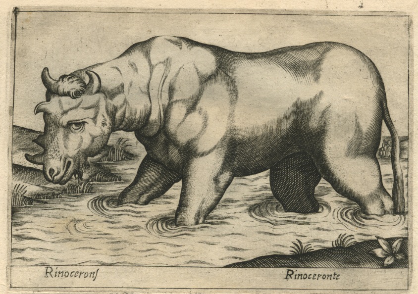 Rinoceronte