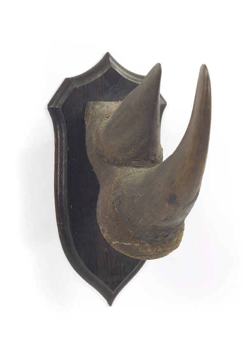 Horn 1900