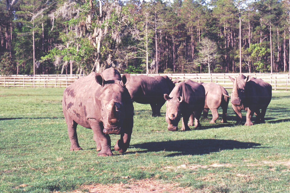 White Rhino White Oak