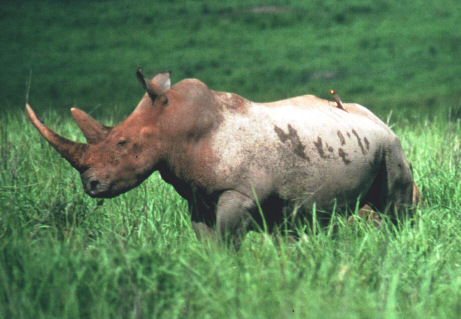 Northern White Rhino
