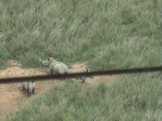 Garamba Rhino Count