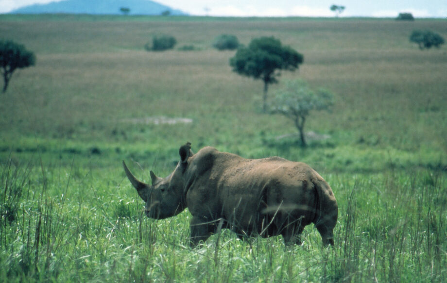 Northern White, Garamba