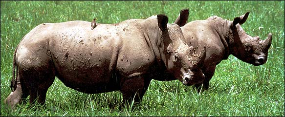 Northern White Garamba