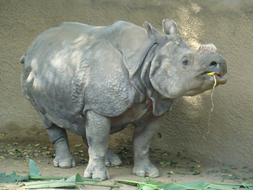Indian Rhino Los Angeles