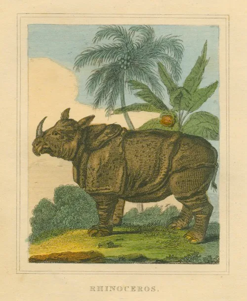 anonymous 1827 Javan rhino — Rhino Resource Center