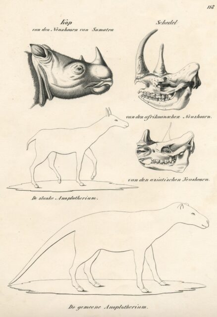 Sumatran rhino in Joh. Andreas Wagner book