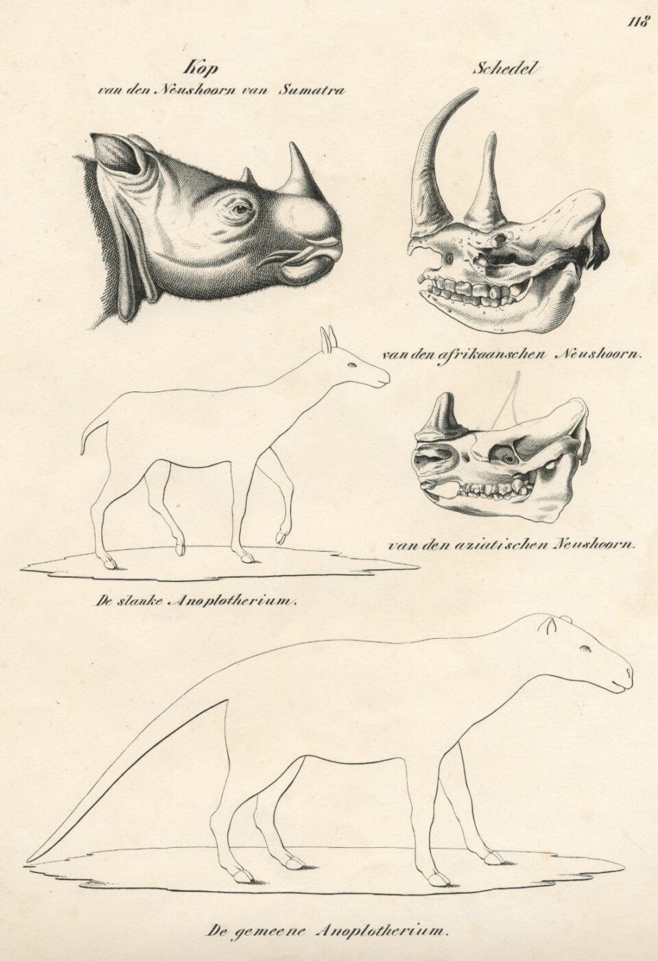 Sumatran rhino in Joh. Andreas Wagner book