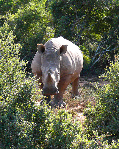 Shamwari, South Africa