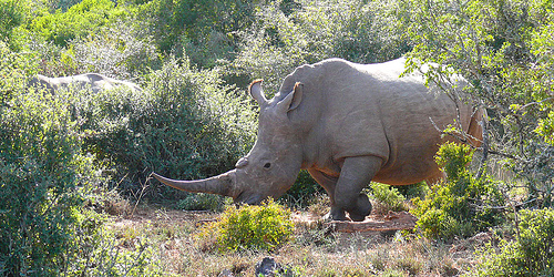 Shamwari, South Africa