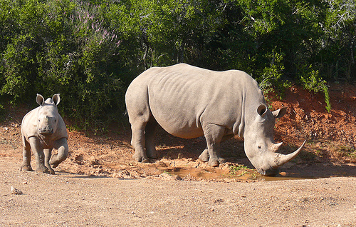 Shamwari, South Africa