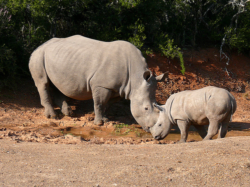 Shamwari, South Africa