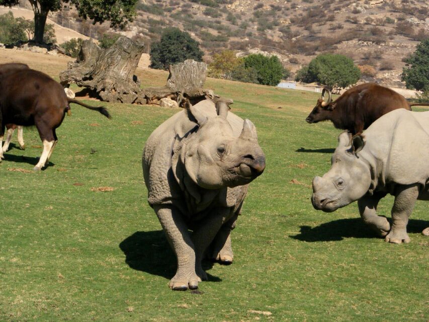 San Diego Wild Animal Park