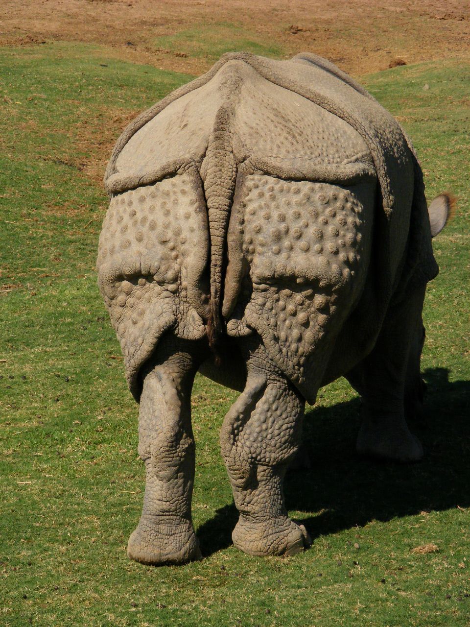 San Diego Wild Animal Park