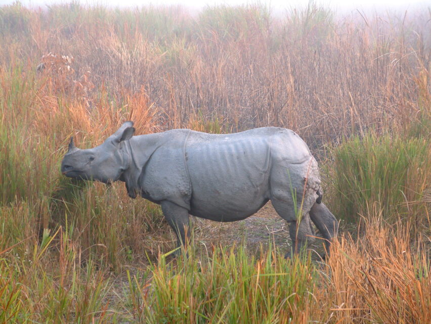 Indian Rhino; Assam
