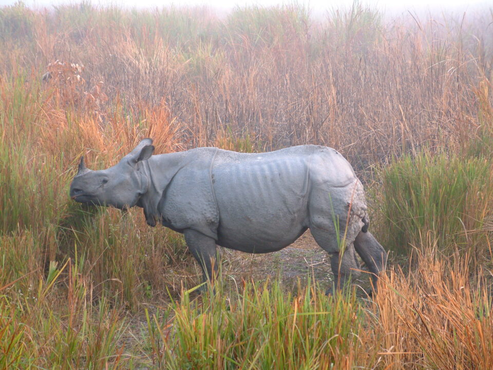 Indian Rhino; Assam