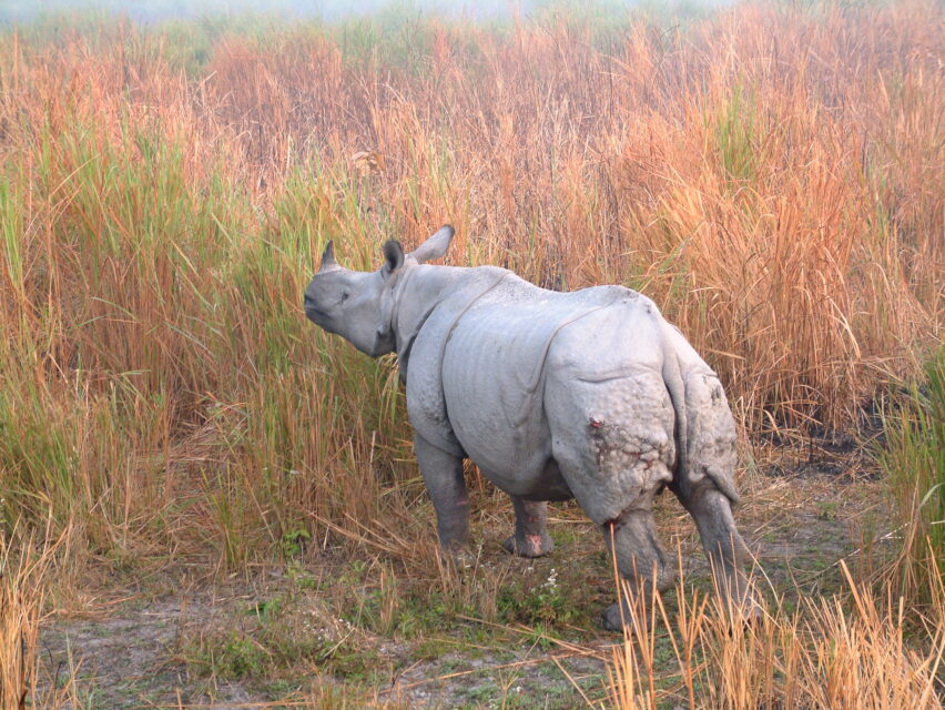 Indian Rhino, Assam