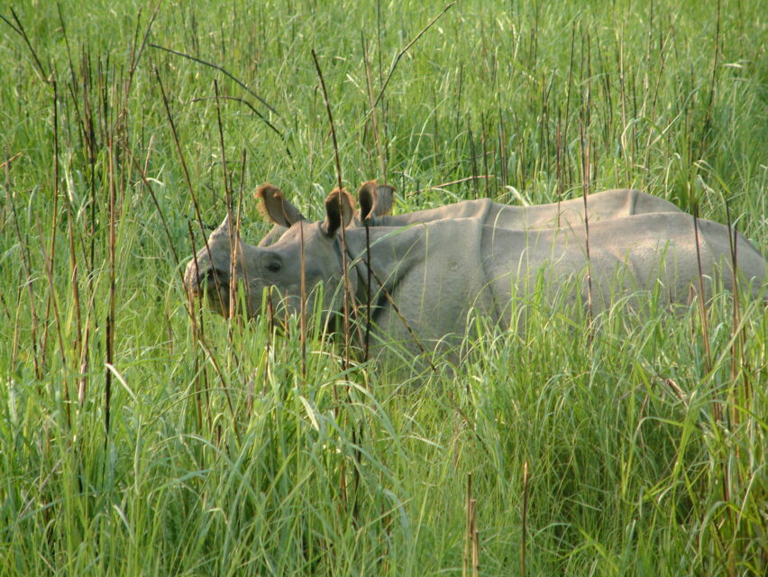 Indian Rhino, Chitwan