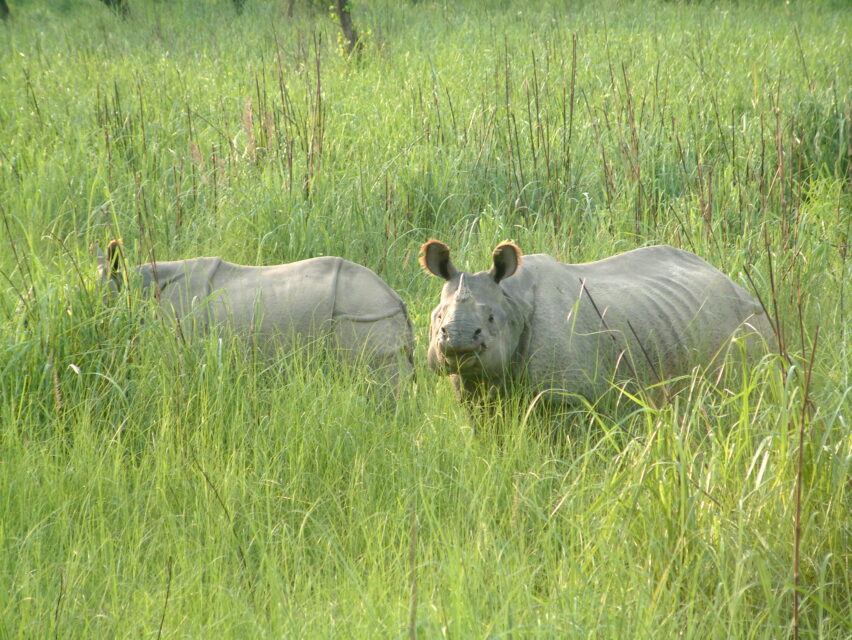 Indian Rhino, Chitwan