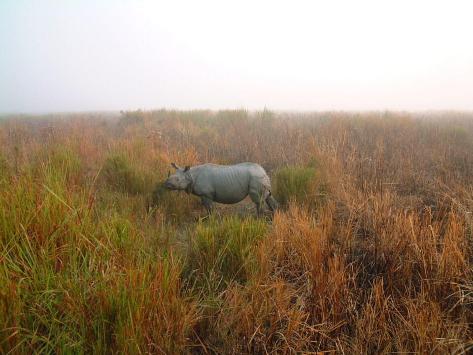 Indian Rhino, Assam