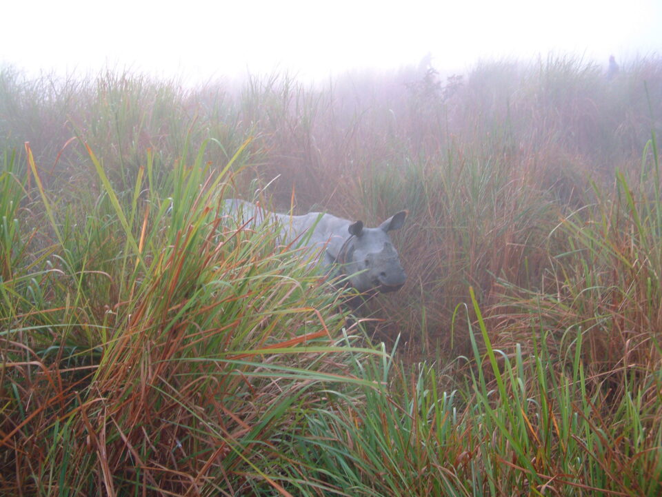 Indian Rhino Kaziranga