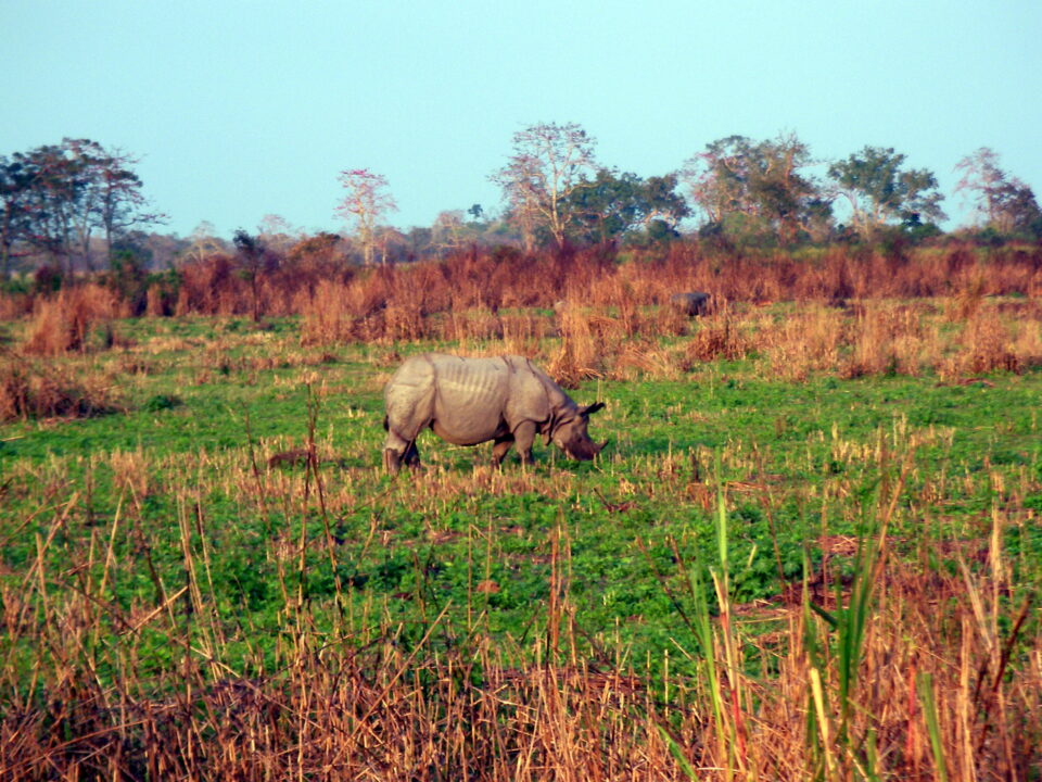 Kaziranga 2007