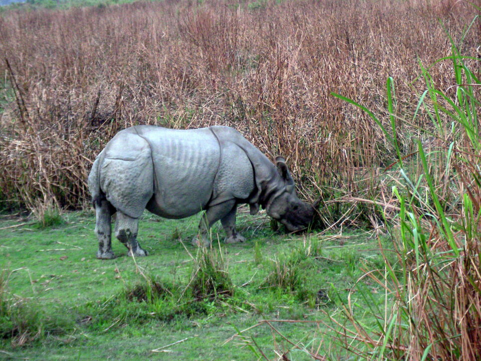 Kaziranga 2007
