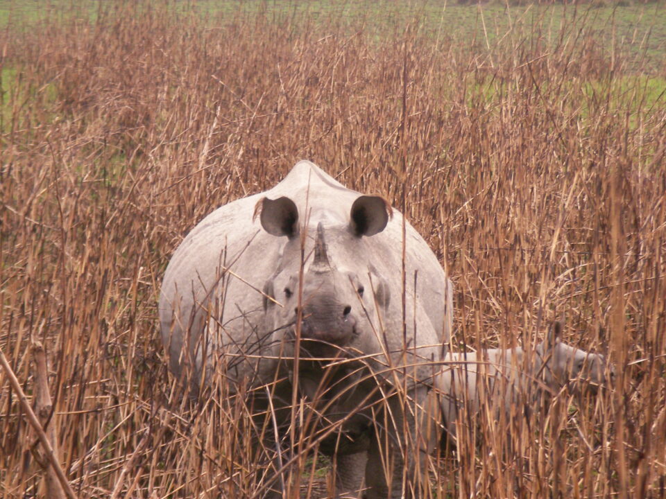 Kaziranga 2007