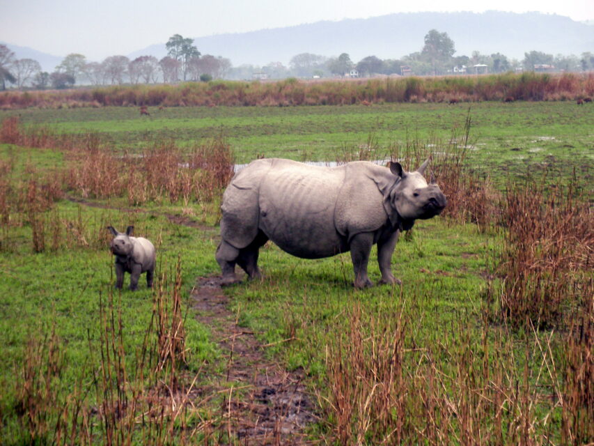Indian Rhino Kaziranga