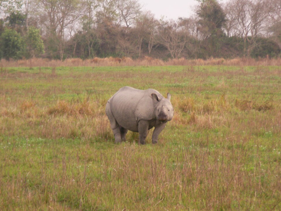 Kaziranga 2007