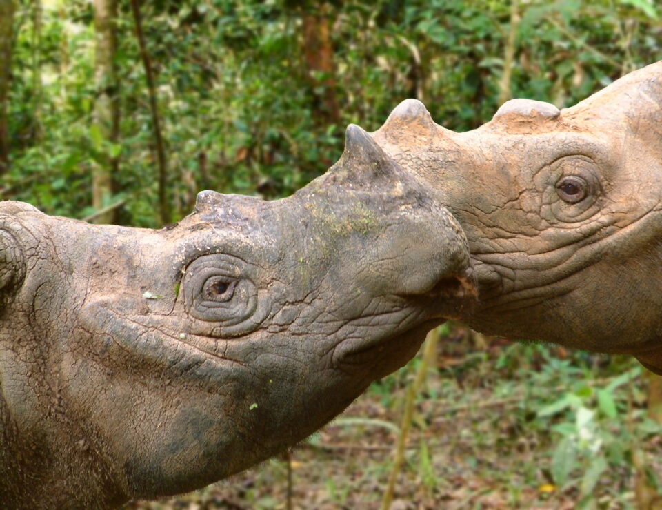 Bina & Torgamba 2003