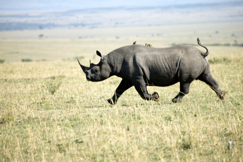Black Rhino Parsaloi