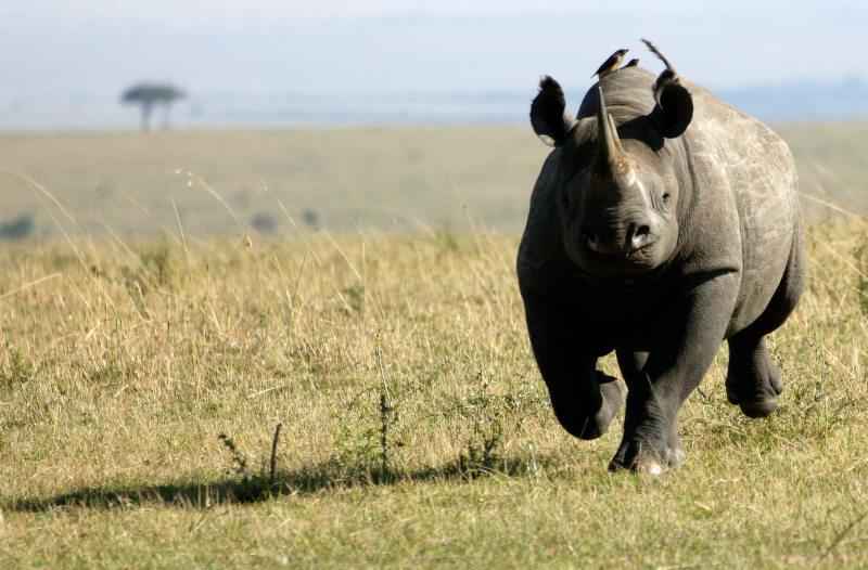 Black Rhino Parsaloi