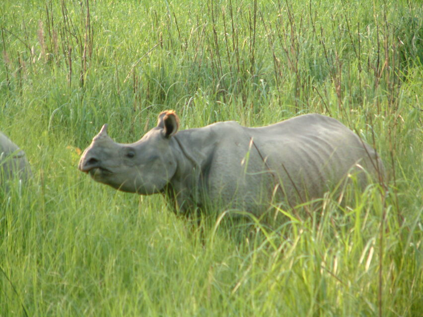 Chitwan 2006