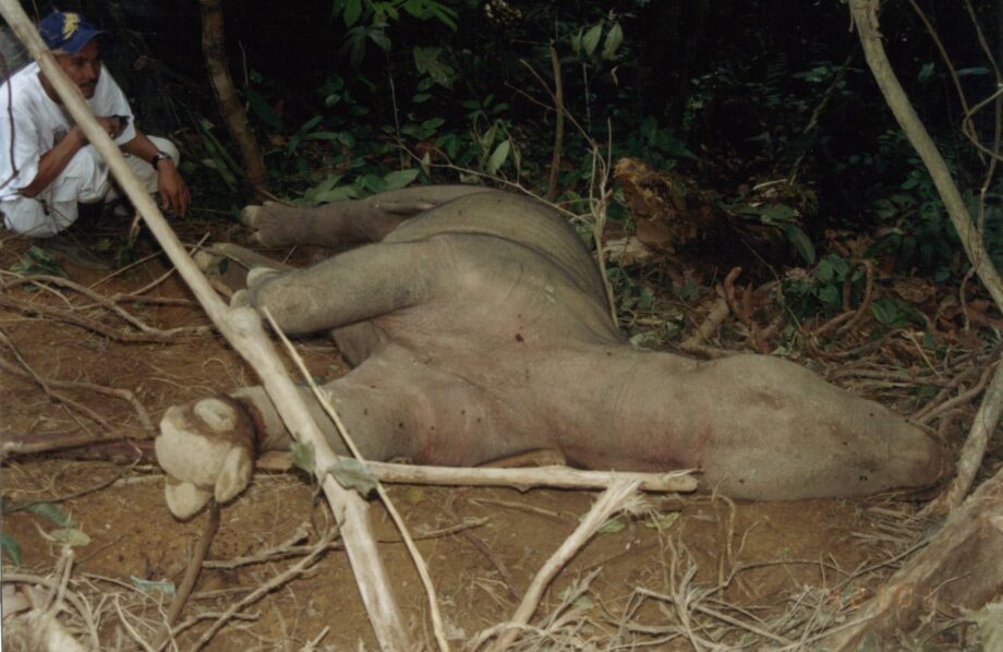 Sumatran Rhino in Snare