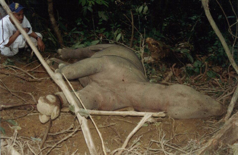 Sumatran Rhino in Snare