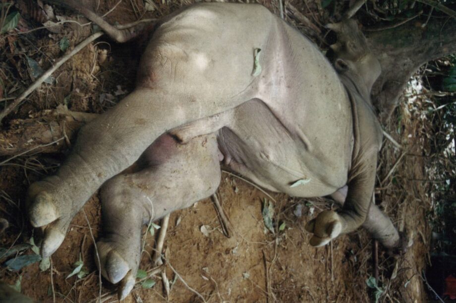 Sumatran Rhino in Snare