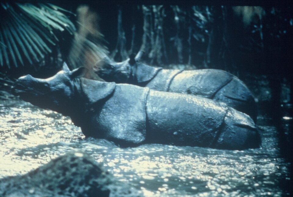 Nardelli, Ujung Kulon